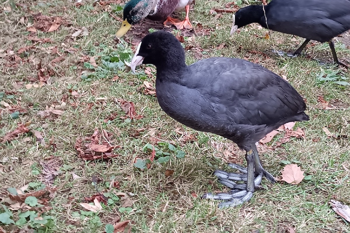 Eurasian Coot - ML647464739
