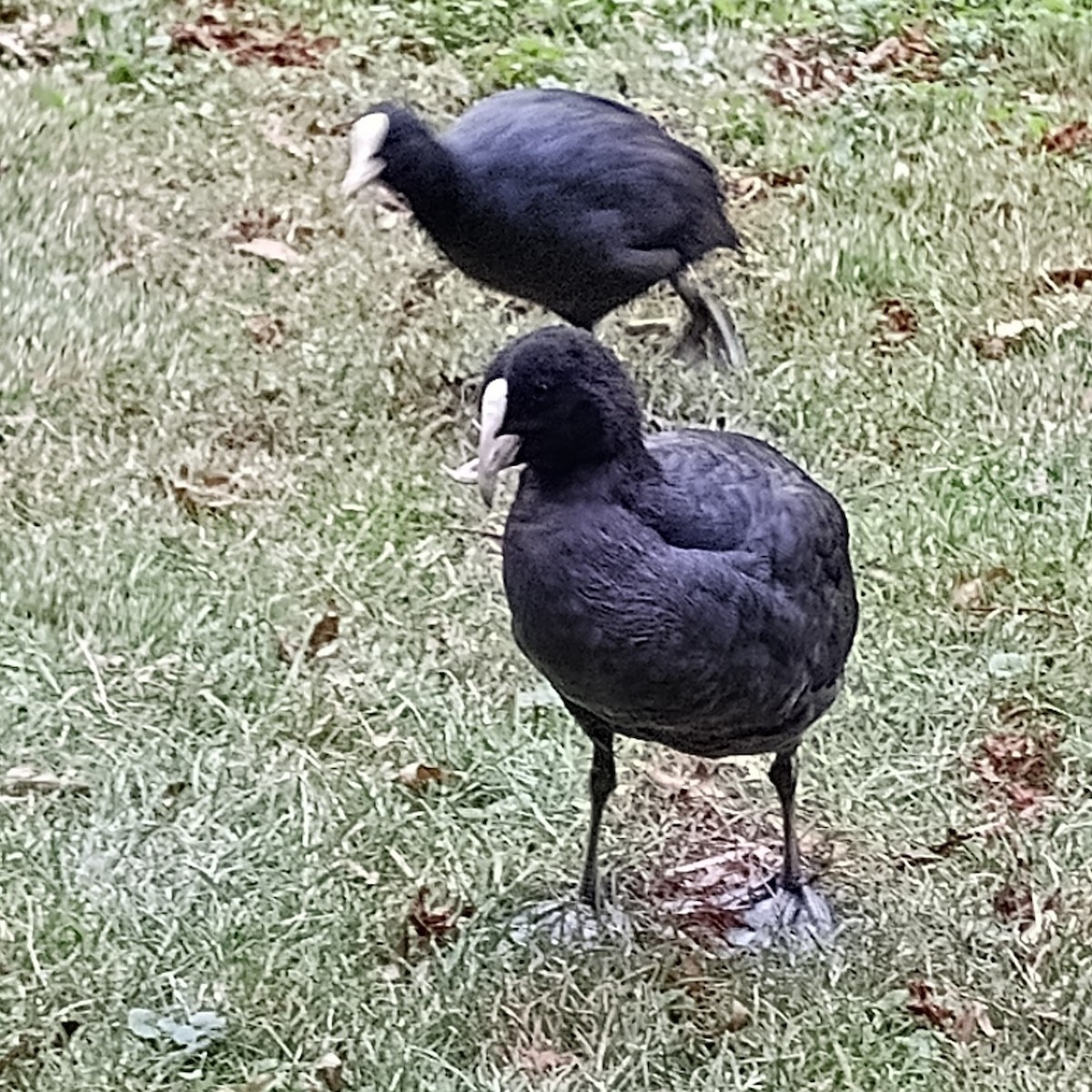 Eurasian Coot - ML647464740