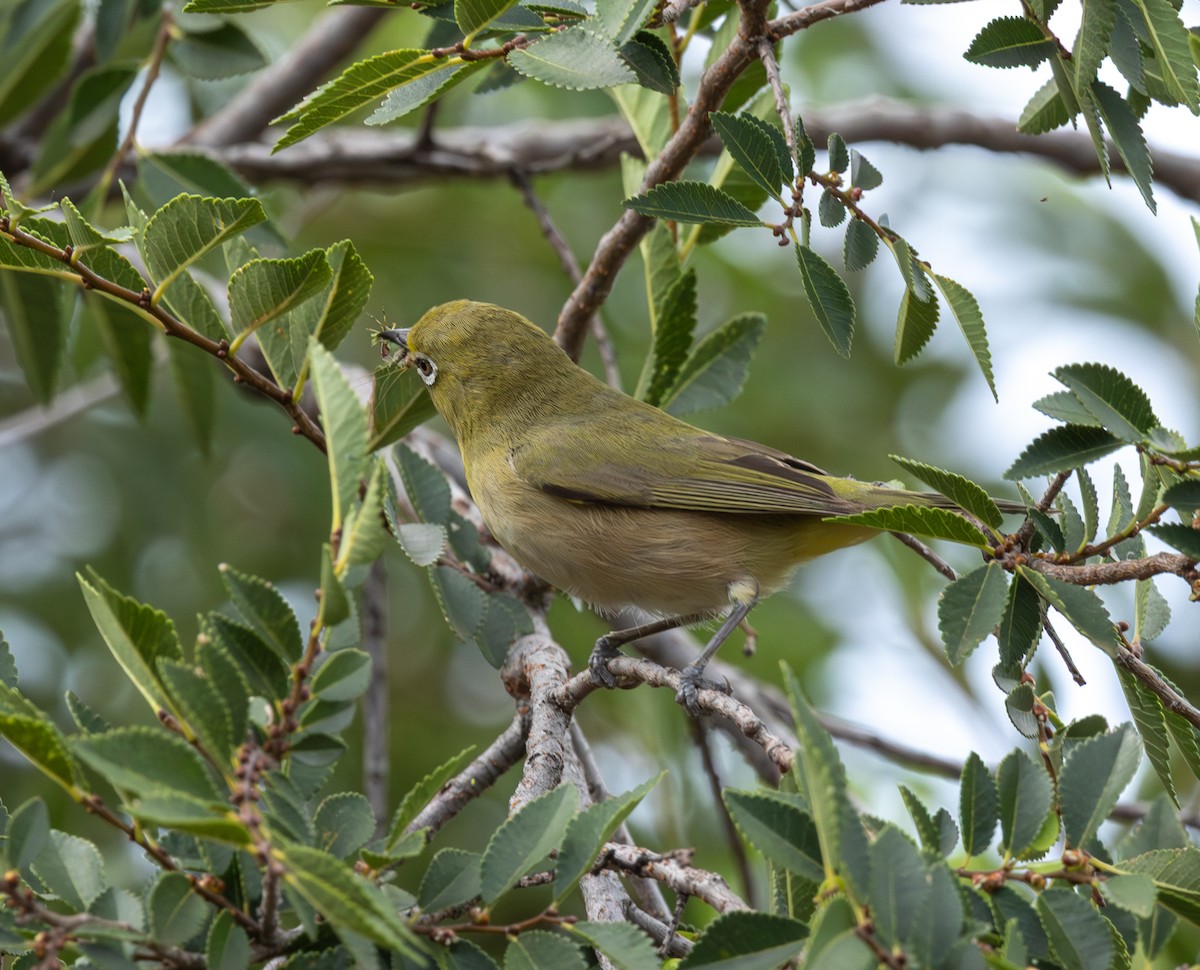 Orange River White-eye - ML647464741