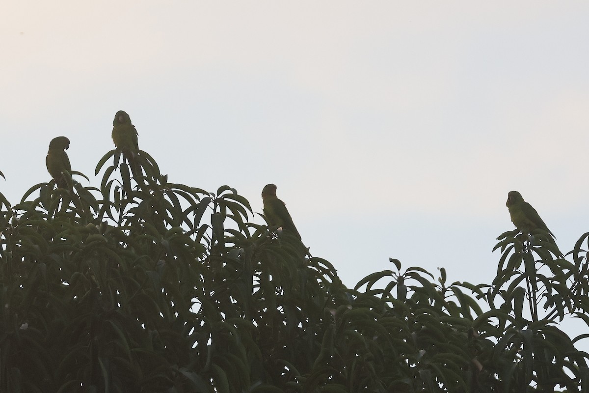 Pacific Parakeet - ML647464742