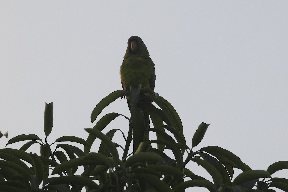 Pacific Parakeet - ML647464743