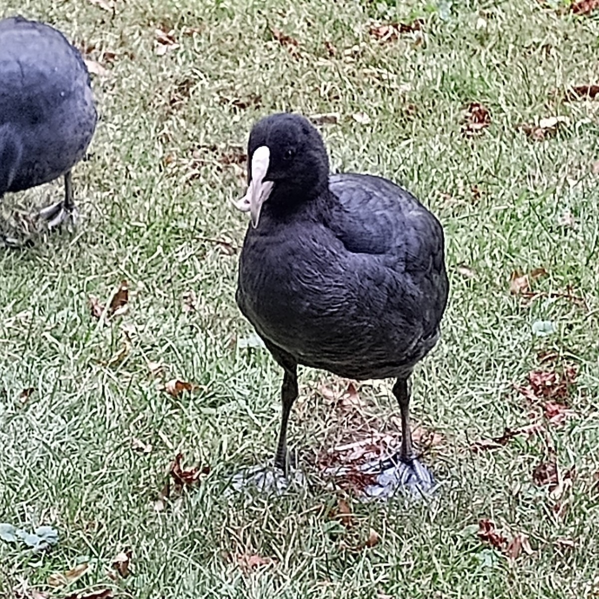 Eurasian Coot - ML647464744