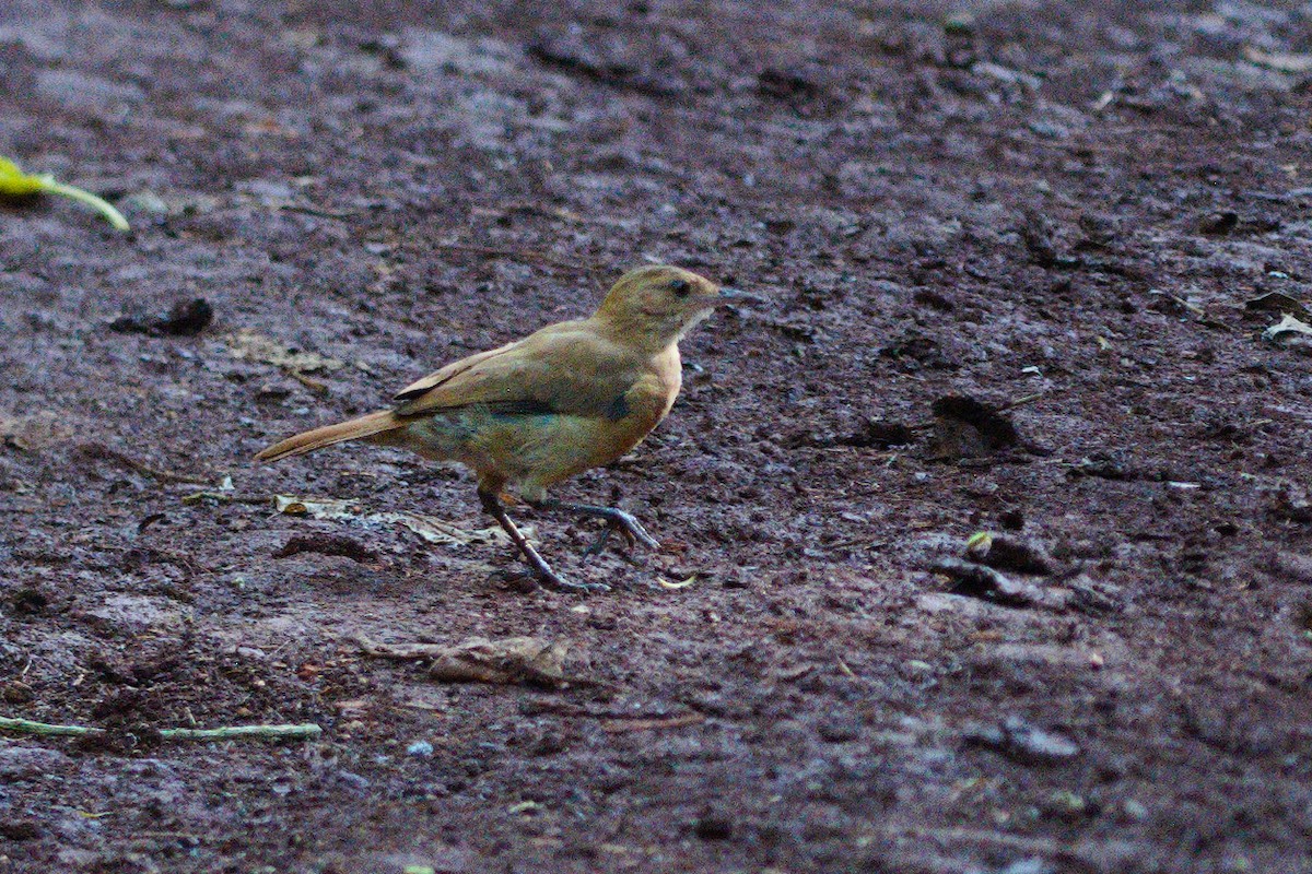 Rufous Hornero - ML647464745