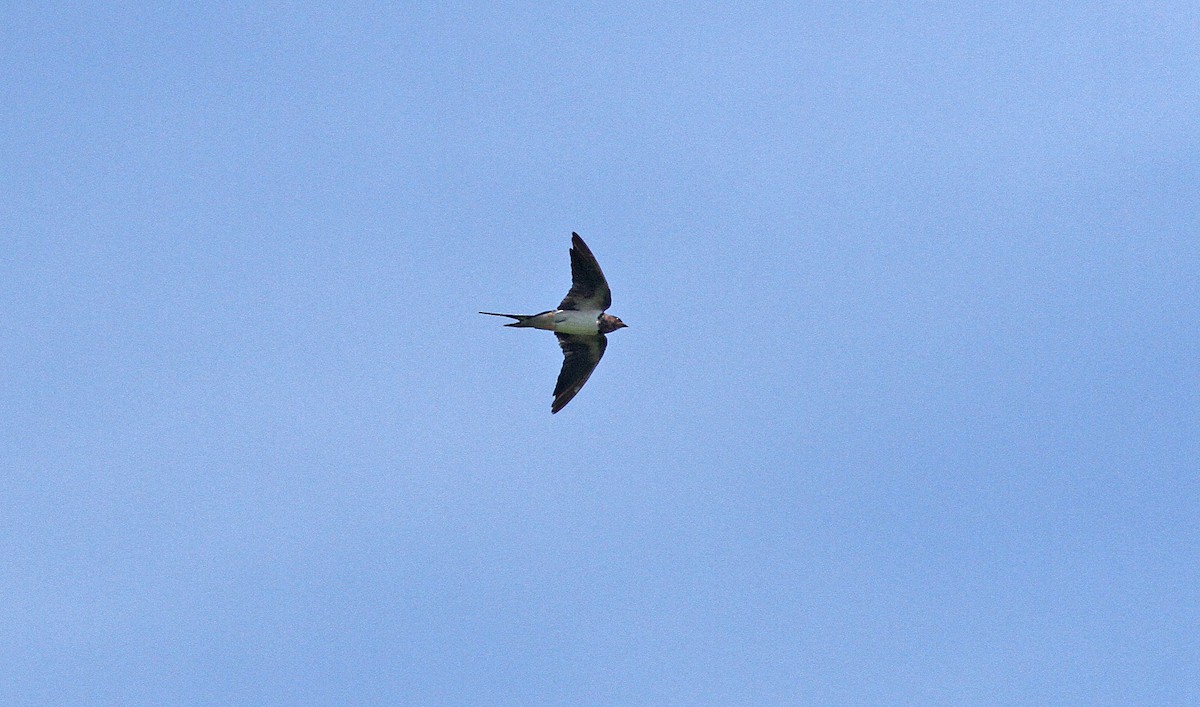 Barn Swallow - ML647464746