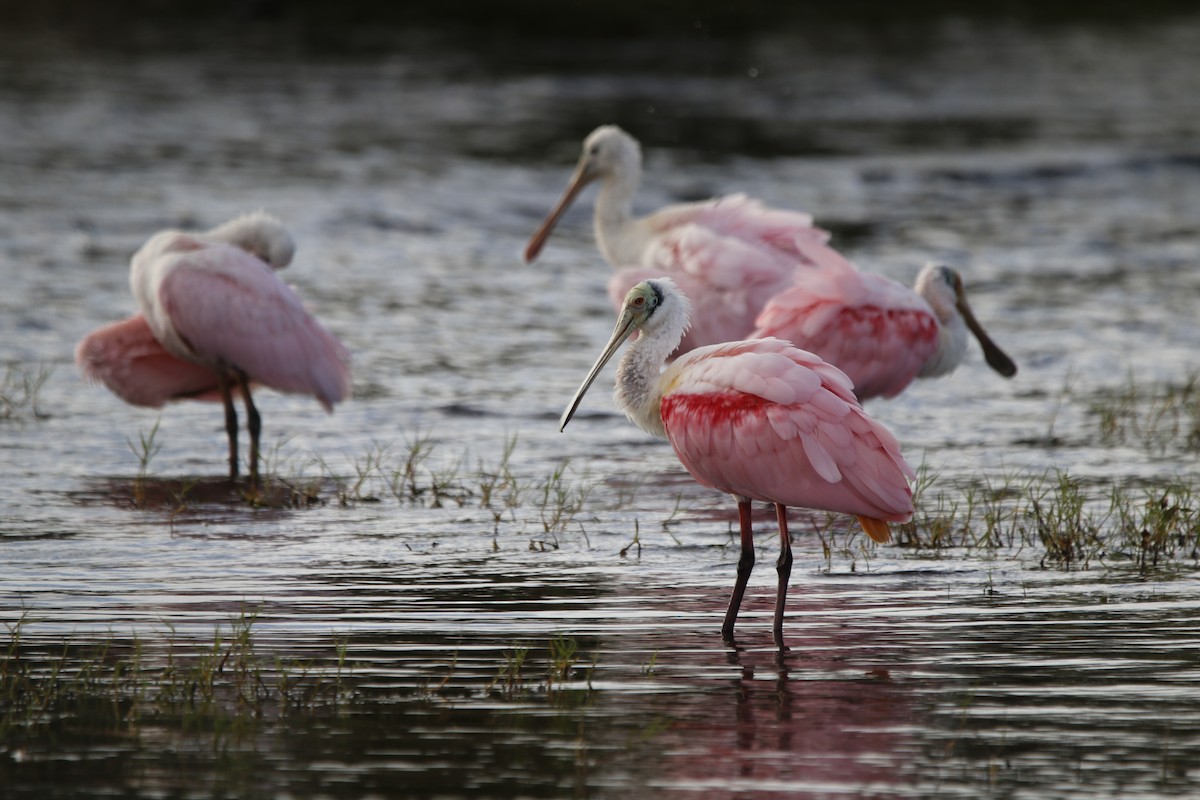 Roseate Spoonbill - ML647464747
