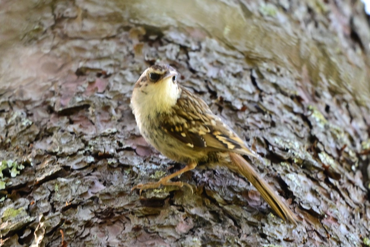 Short-toed Treecreeper - ML647464748
