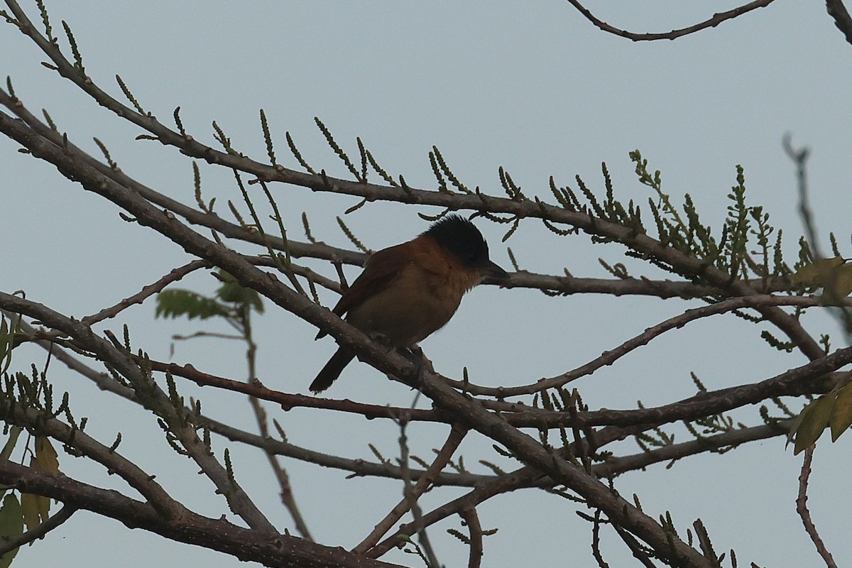 Rose-throated Becard - ML647464749