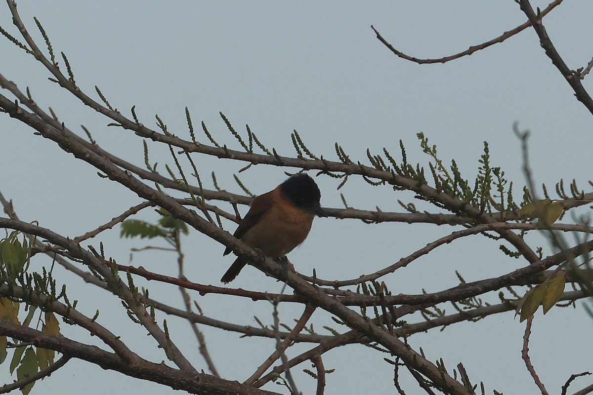 Rose-throated Becard - ML647464750