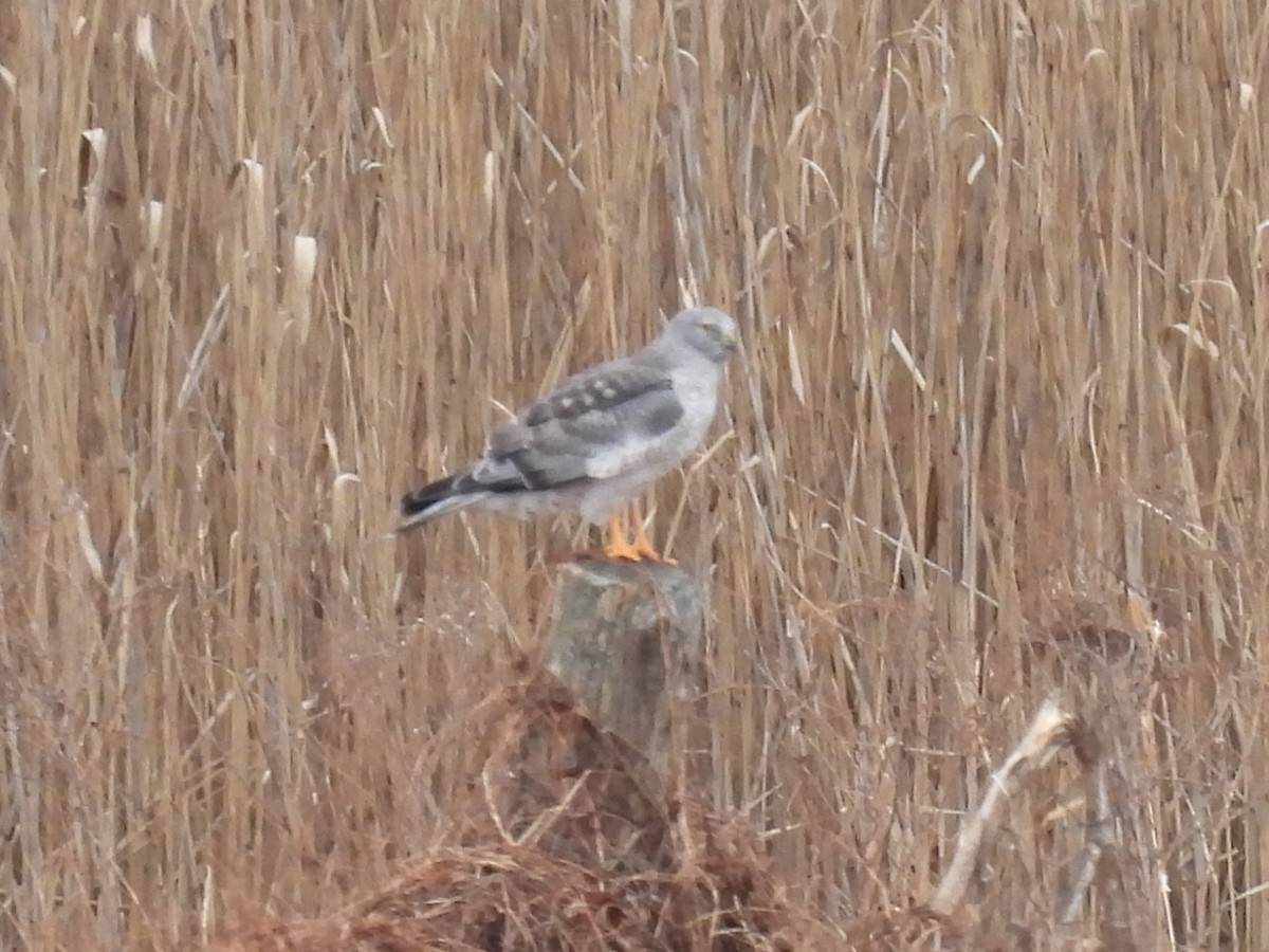 Northern Harrier - ML647464767
