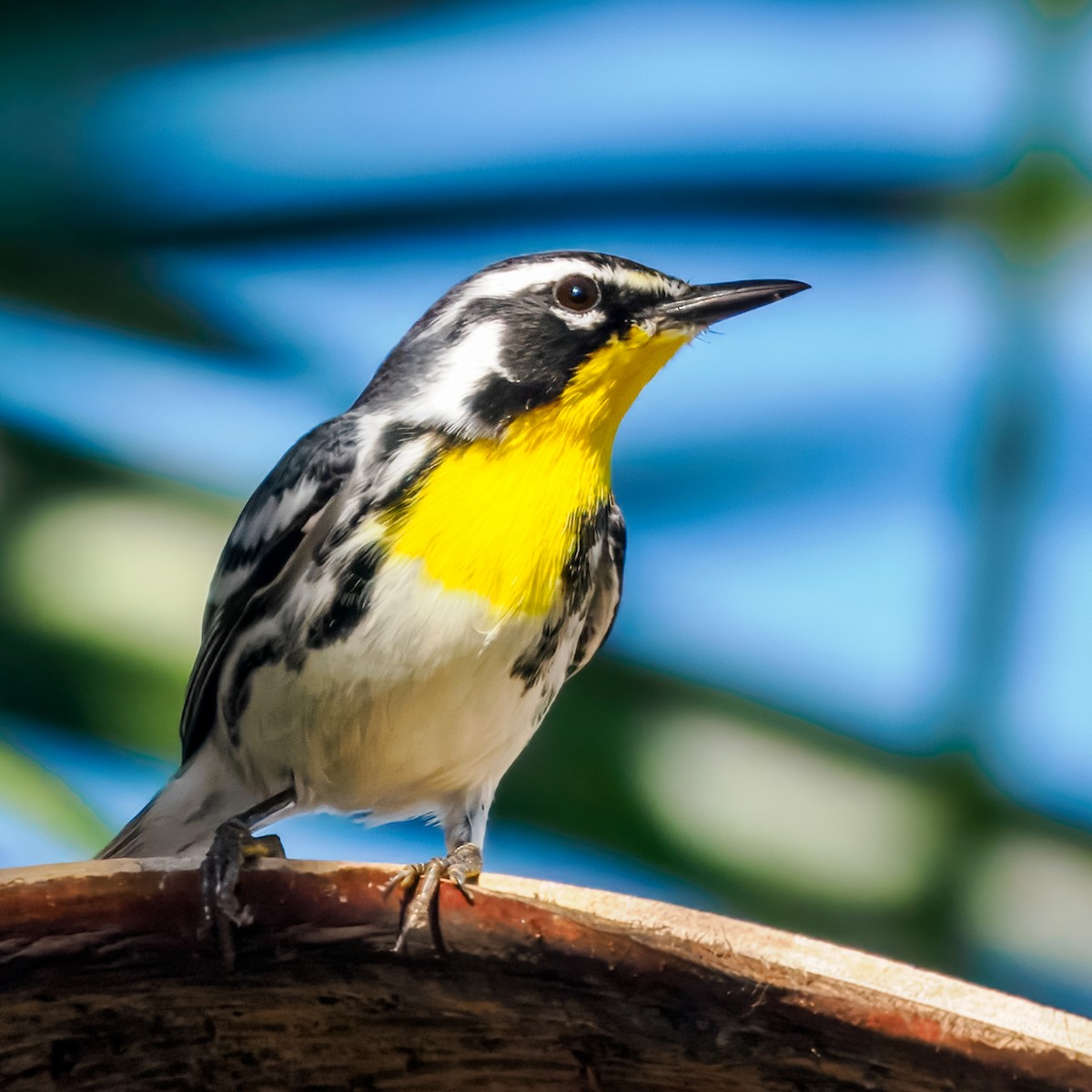 Yellow-throated Warbler - ML647464773