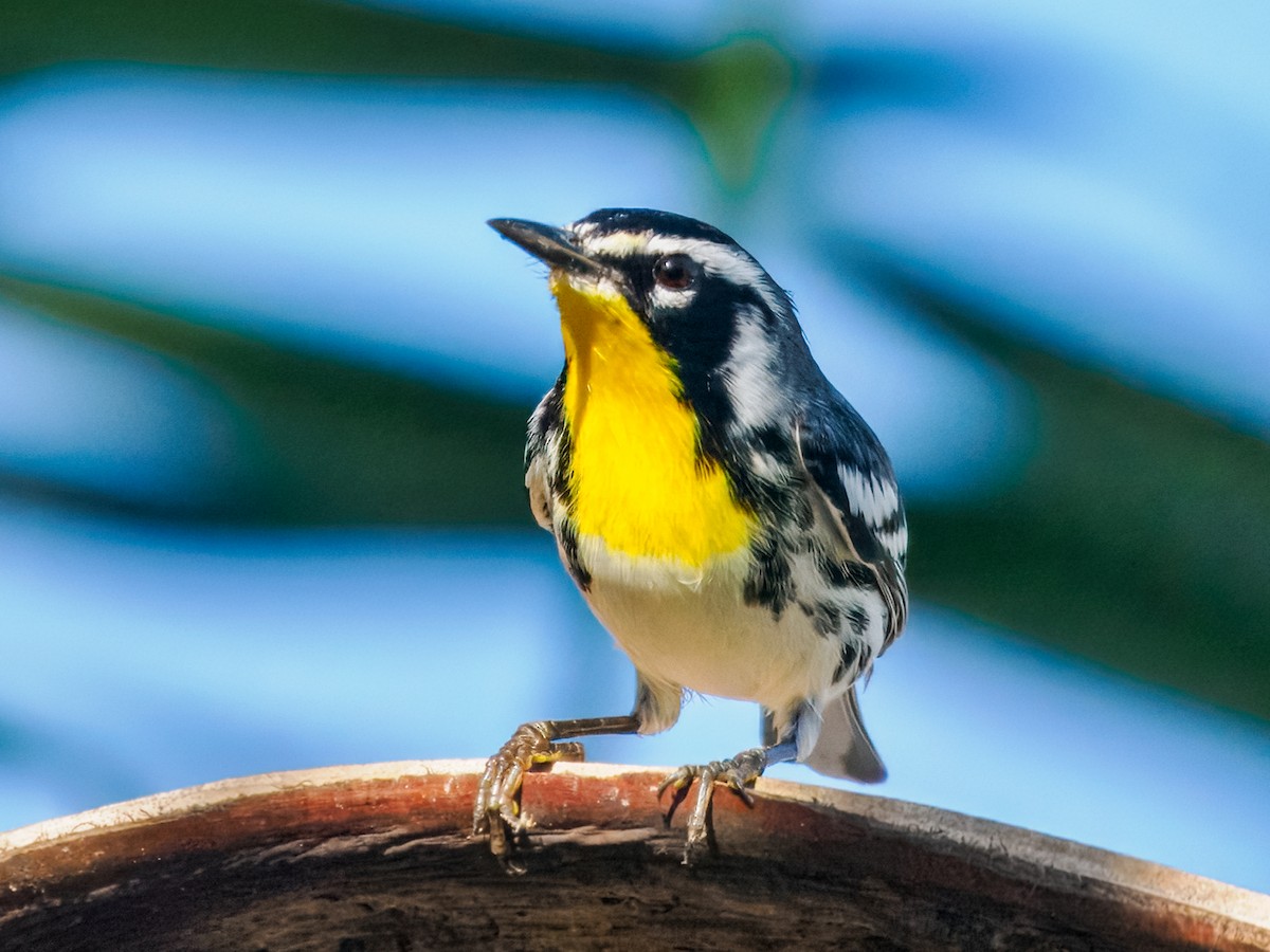 Yellow-throated Warbler - ML647464774