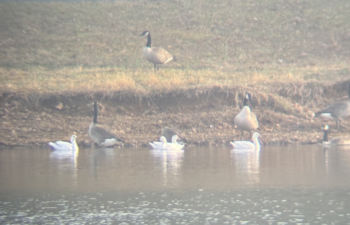 ML647464775 - Ross's Goose - Macaulay Library