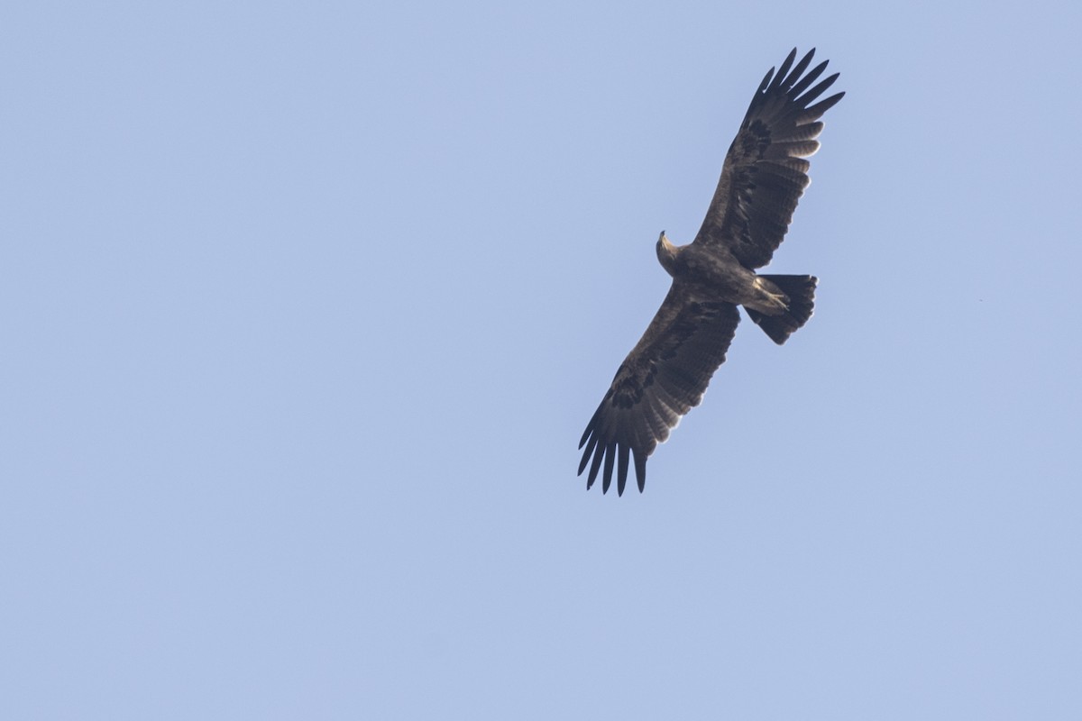 Indian Spotted Eagle - ML647464791