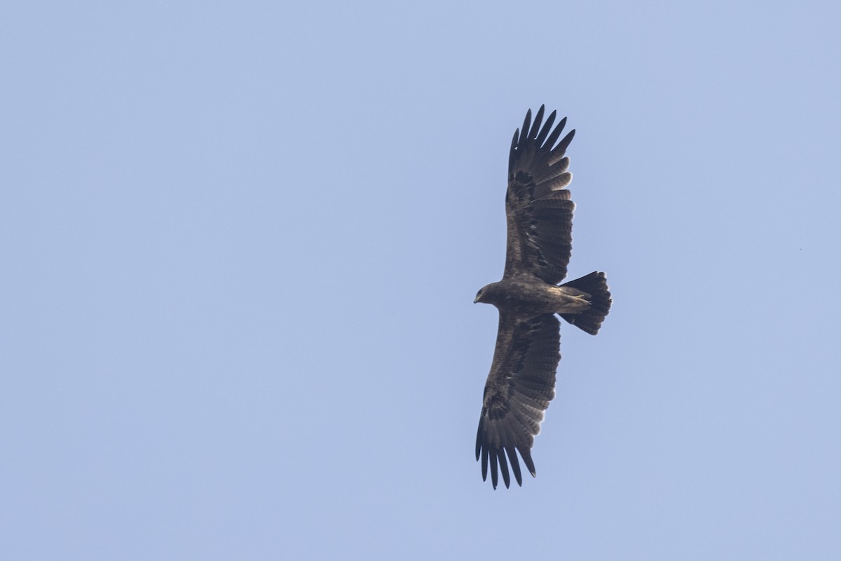 Indian Spotted Eagle - ML647464792