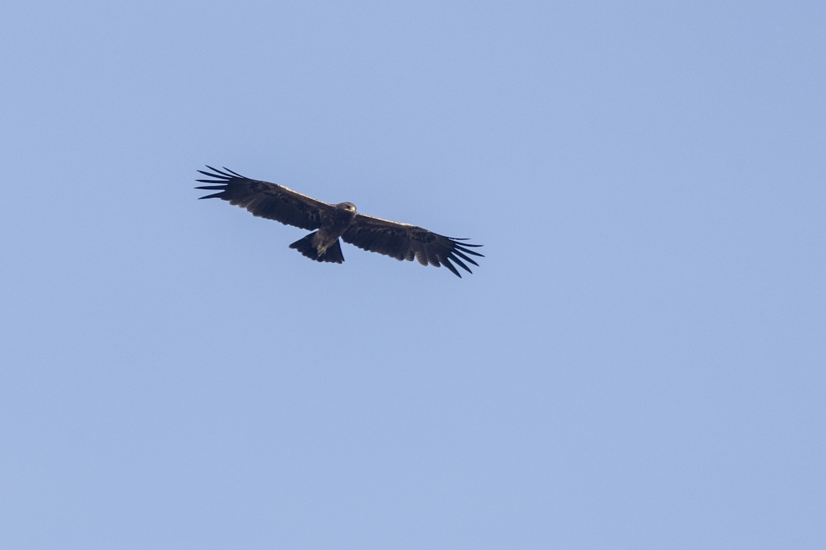 Indian Spotted Eagle - ML647464793
