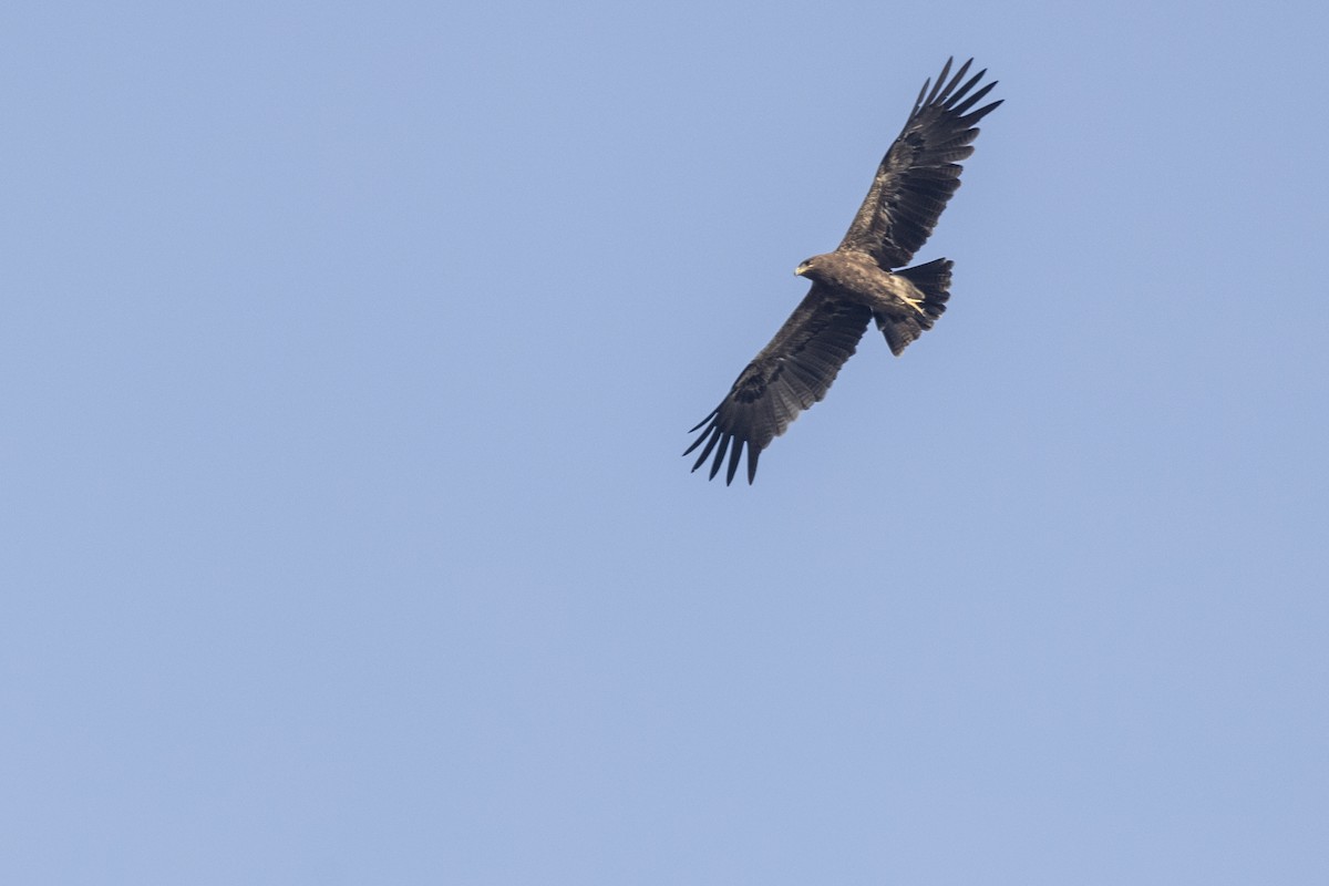 Indian Spotted Eagle - ML647464794