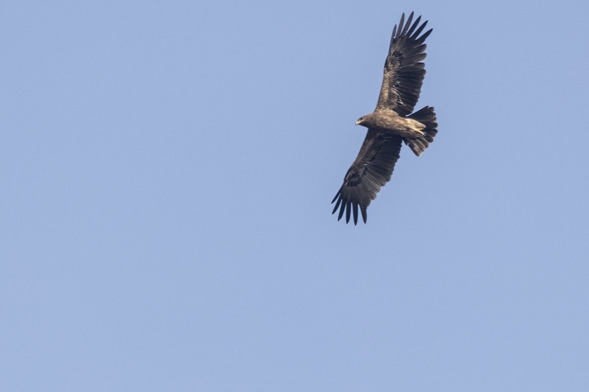 Indian Spotted Eagle - ML647464795