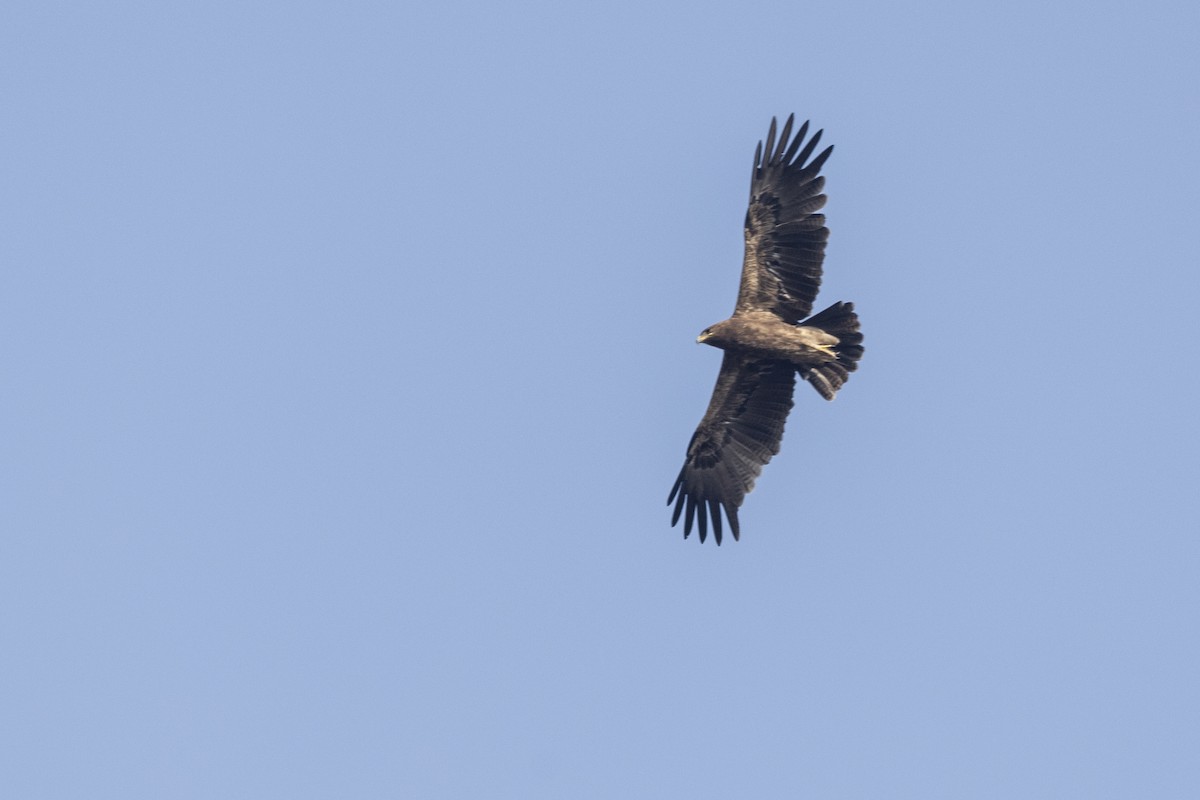 Indian Spotted Eagle - ML647464796