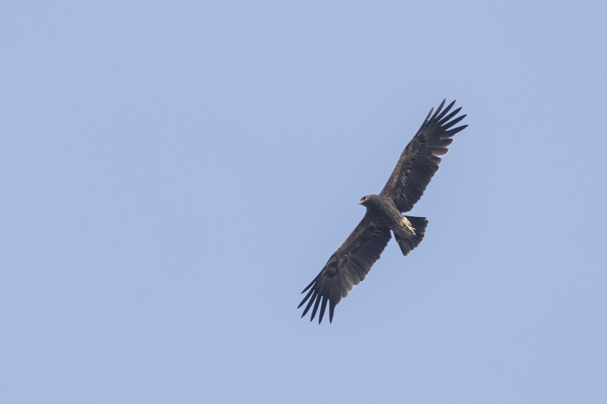 Indian Spotted Eagle - ML647464798