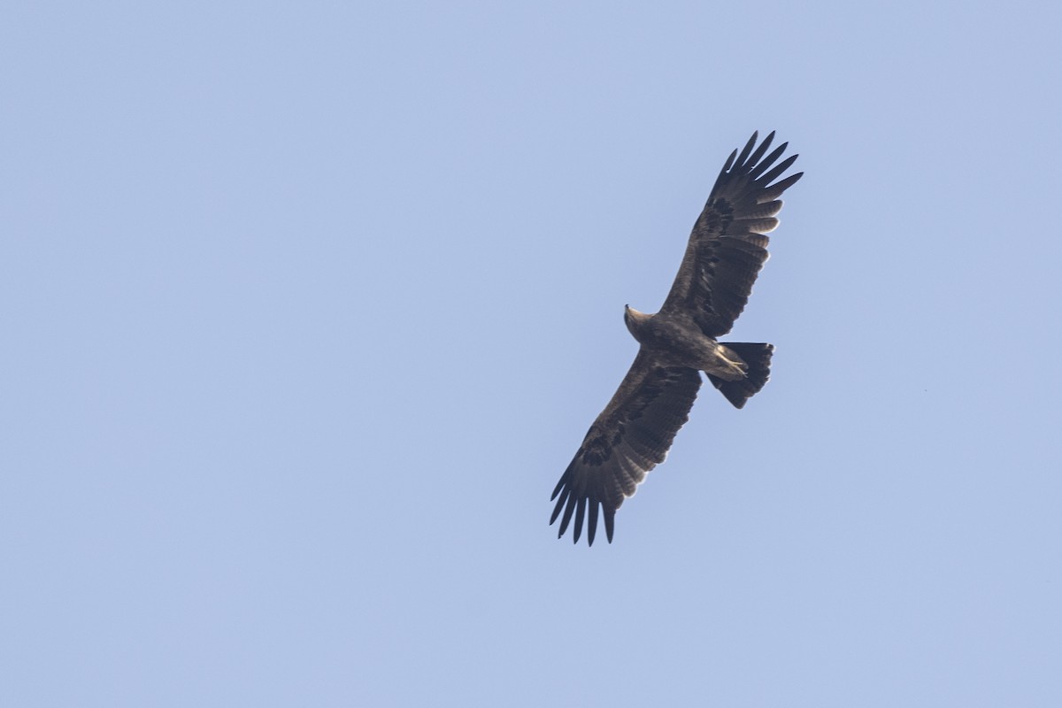 Indian Spotted Eagle - ML647464799