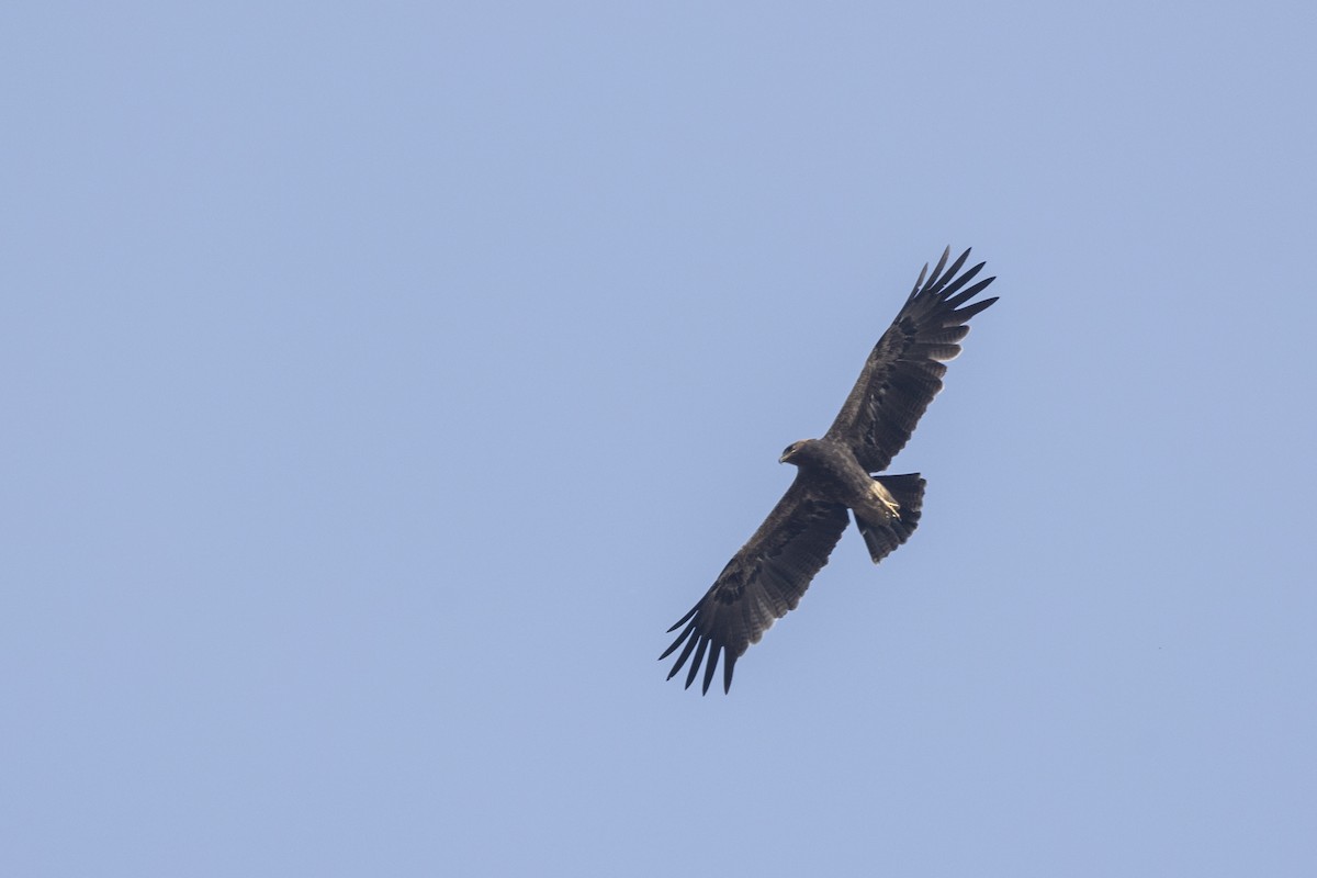 Indian Spotted Eagle - ML647464800