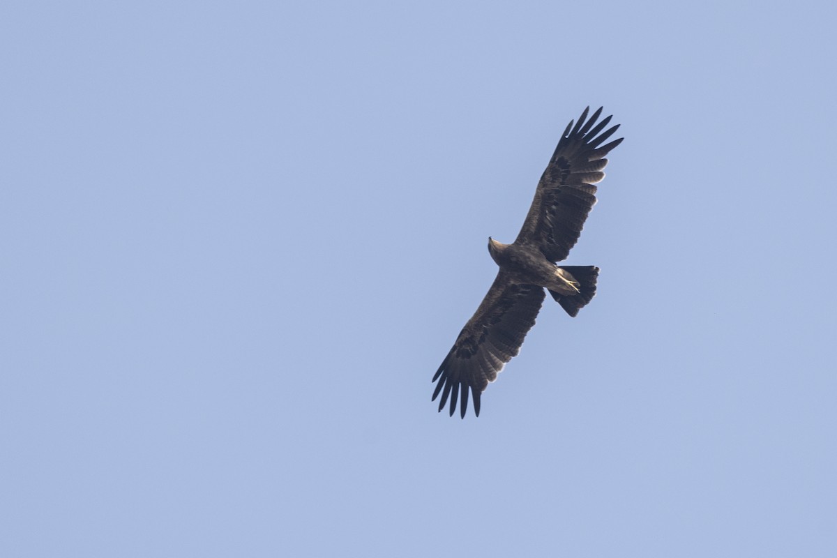 Indian Spotted Eagle - ML647464801