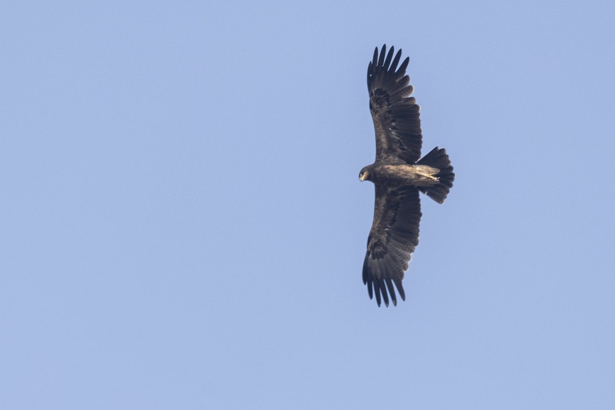 Indian Spotted Eagle - ML647464802