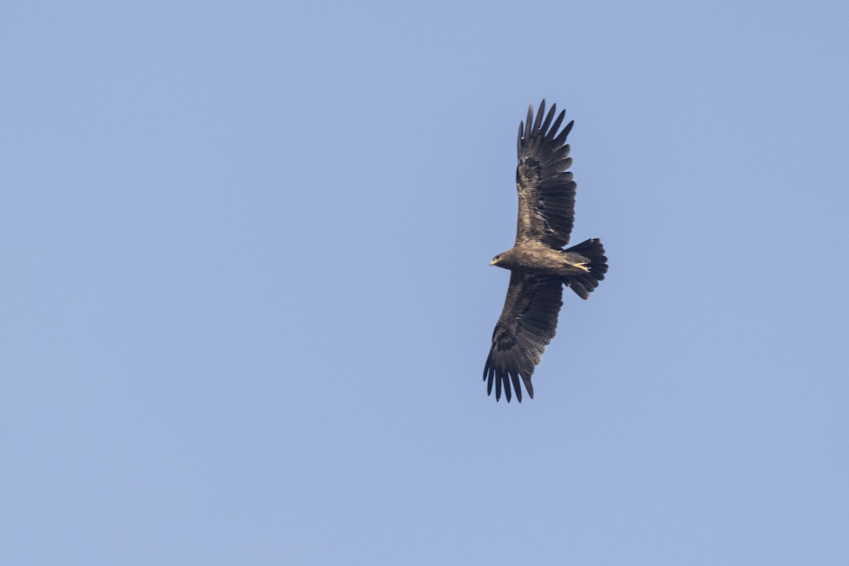 Indian Spotted Eagle - ML647464803