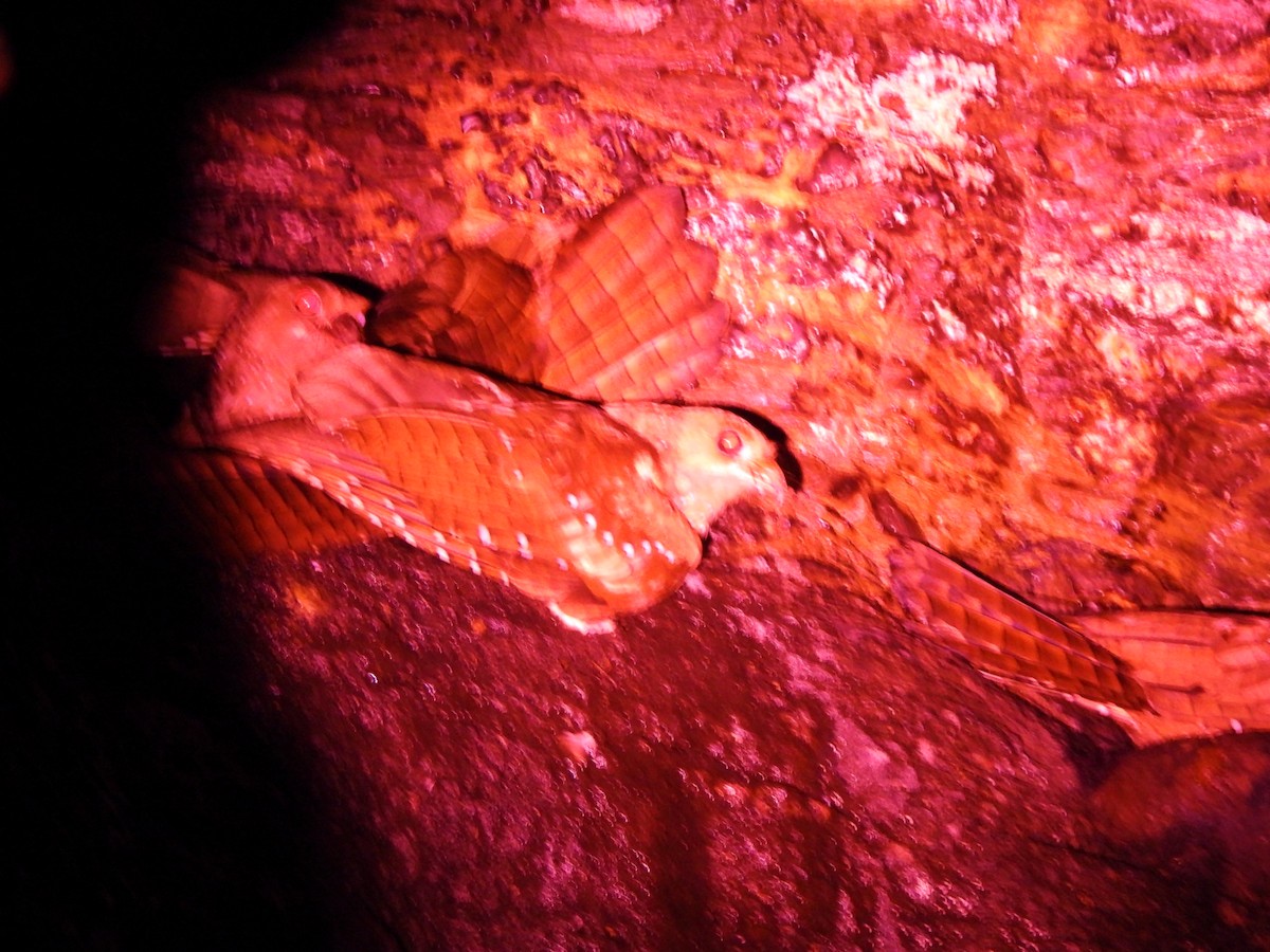 Oilbird - ML647464807