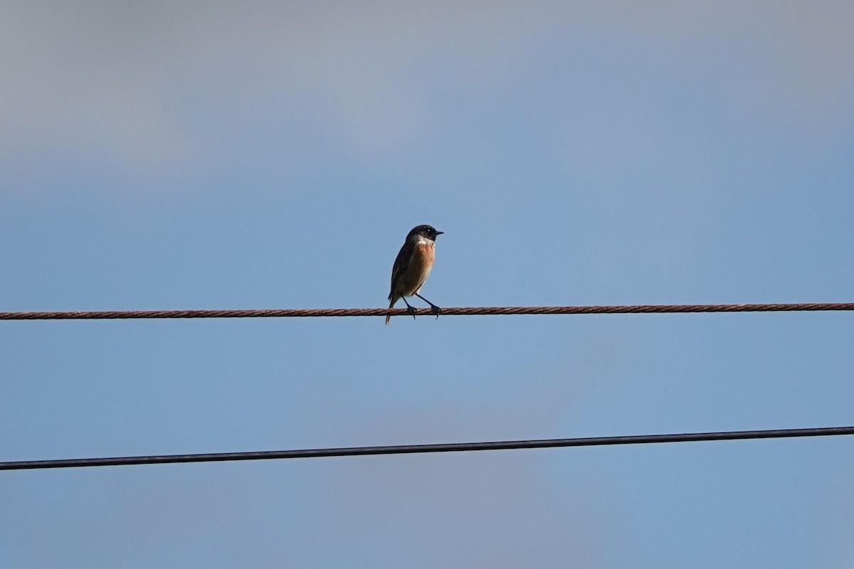 European Stonechat - ML647464808