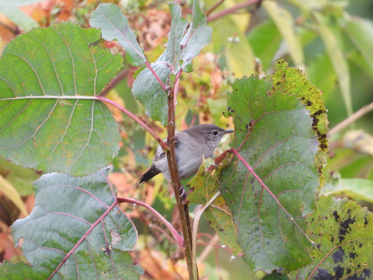 Northern House Wren - ML647464809