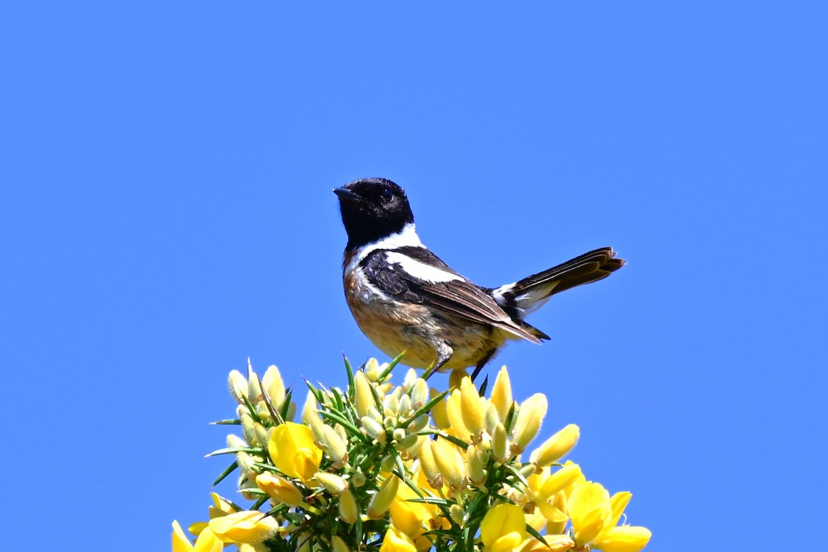 European Stonechat - ML647464810