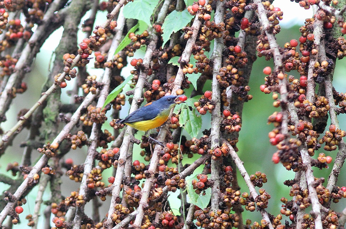 Orange-bellied Flowerpecker (Gray-throated) - ML647464811