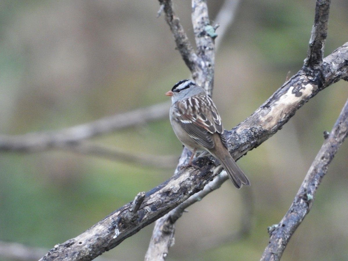 White-crowned Sparrow - ML647464813