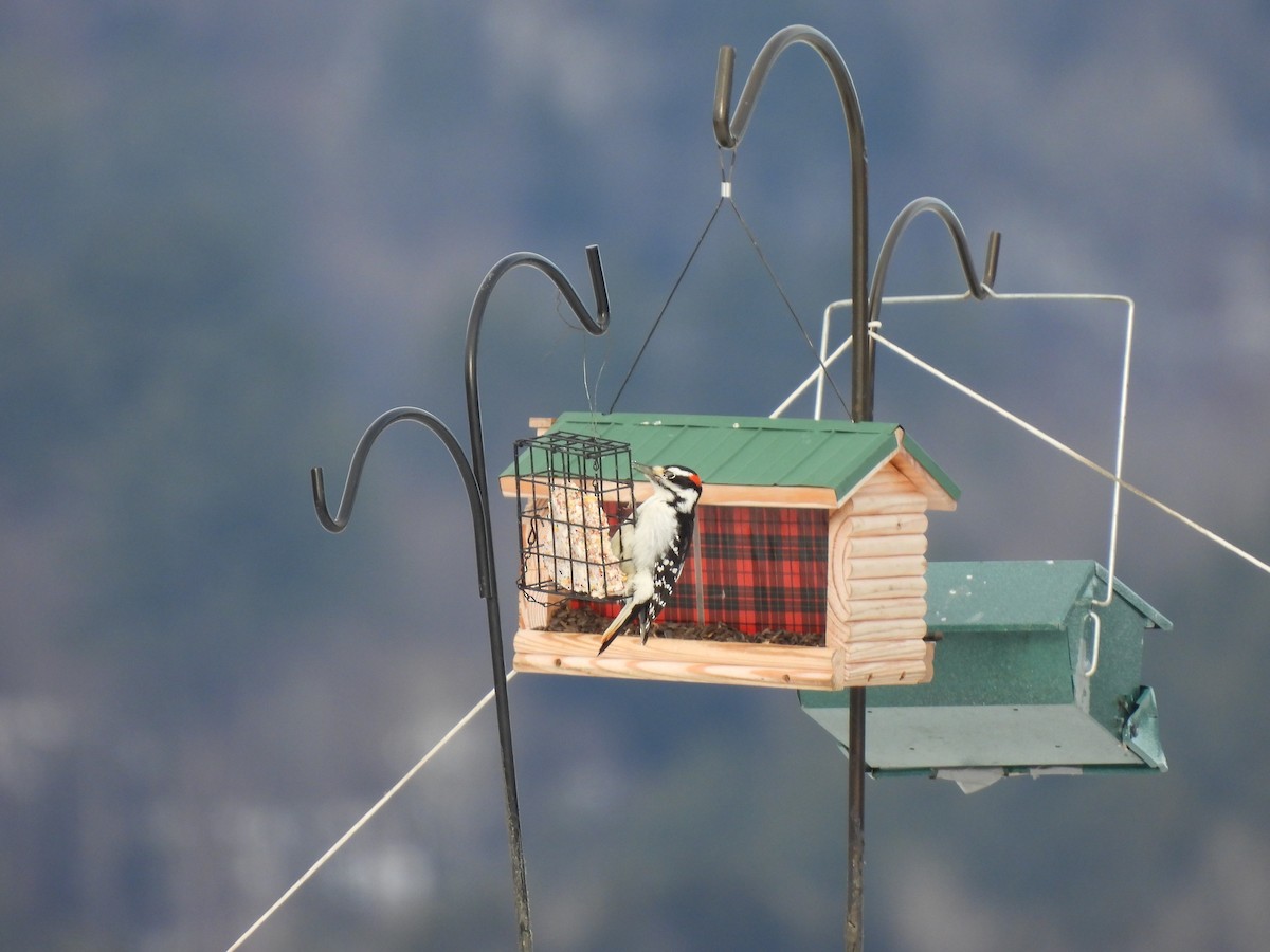 Hairy Woodpecker - ML647464814