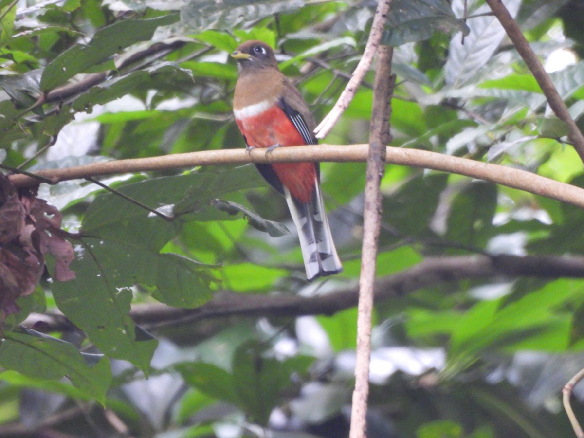 Collared Trogon - ML647464815