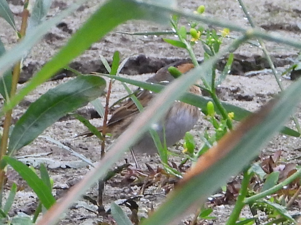 Nelson's Sparrow - ML647464817