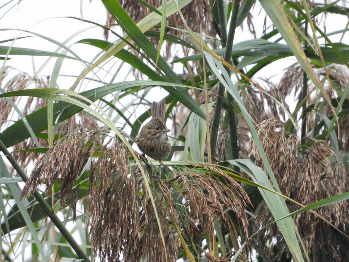 Lincoln's Sparrow - ML647464818
