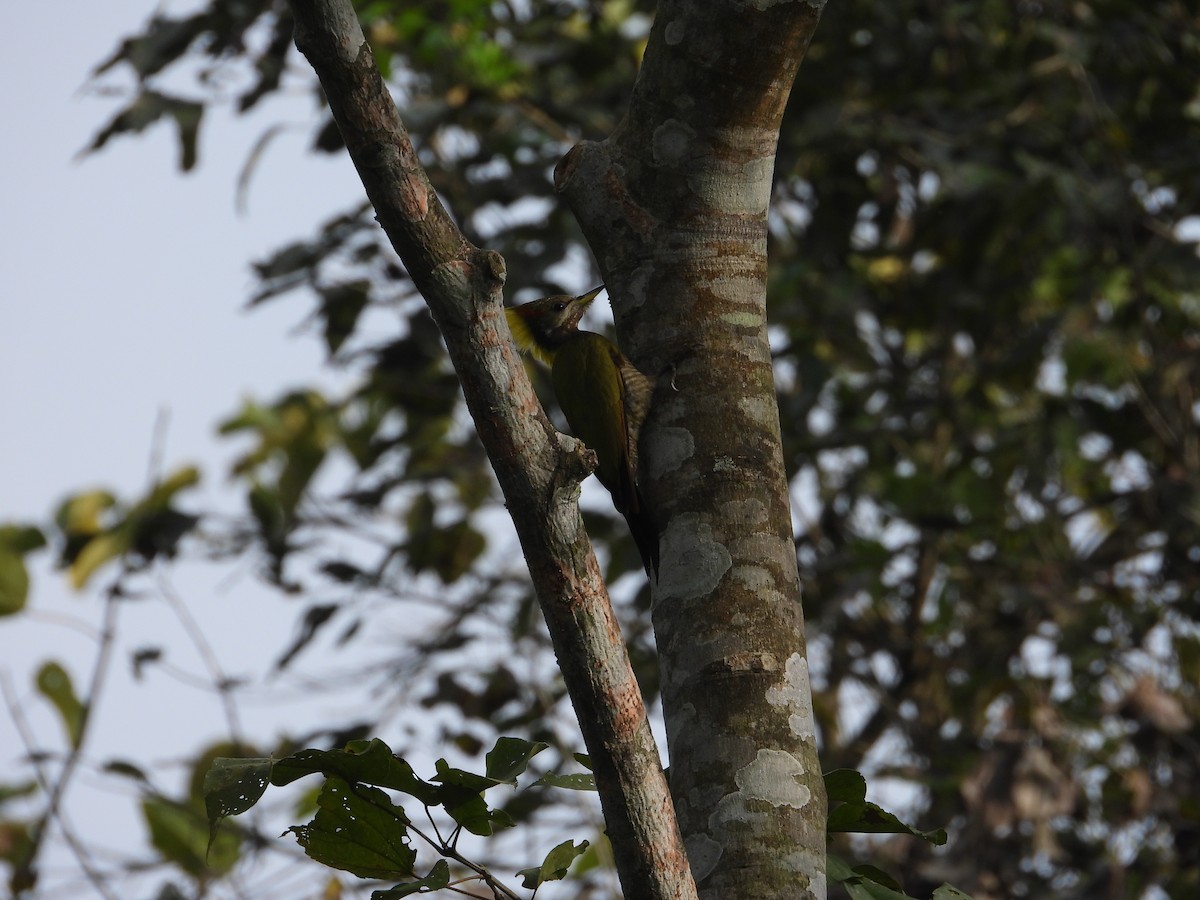 Lesser Yellownape - ML647464820