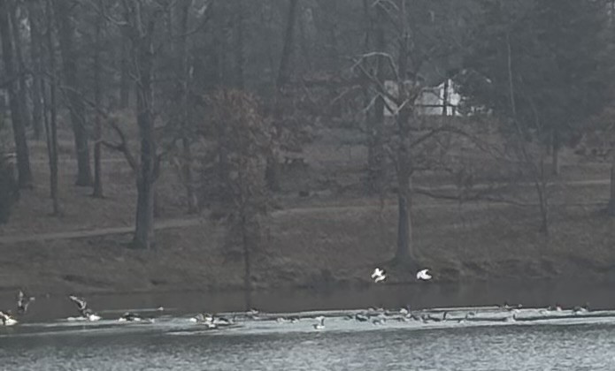 Ross's Goose - ML647464821