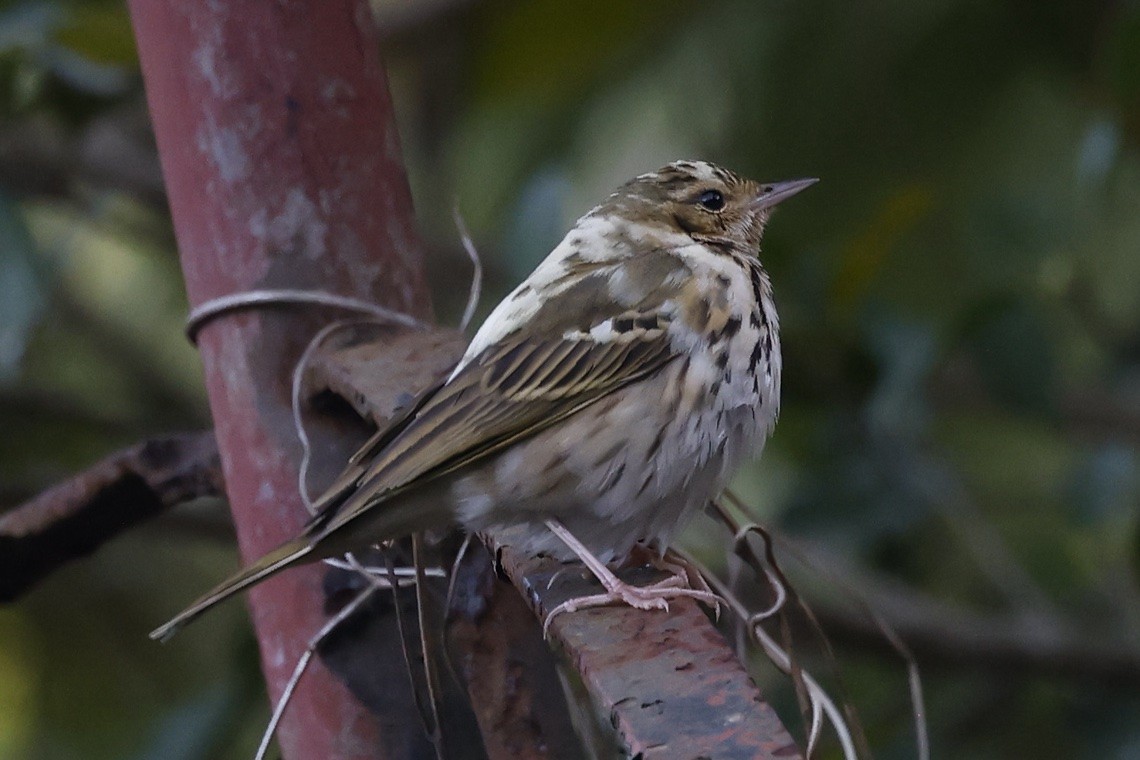 樹鷚 - ML647464822