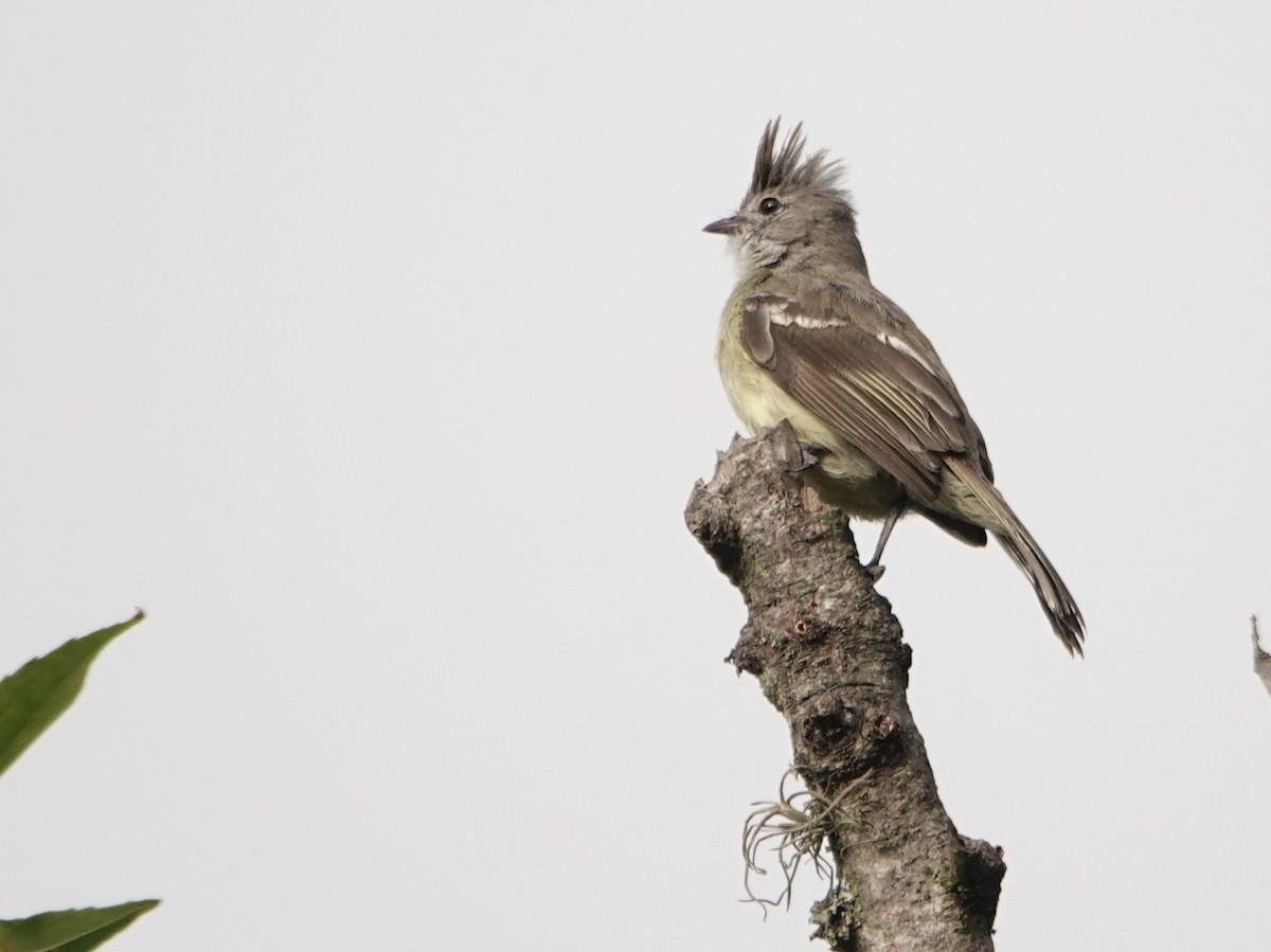 Yellow-bellied Elaenia - ML647464823