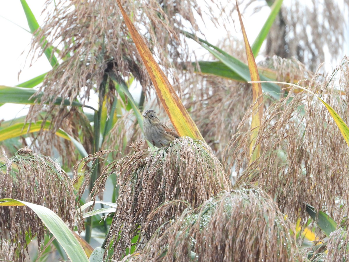 Swamp Sparrow - ML647464824
