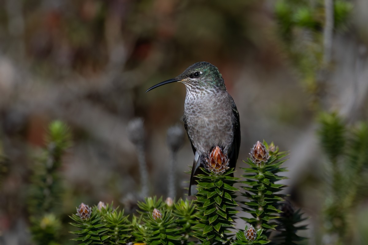 Ecuadorian Hillstar - ML647464826