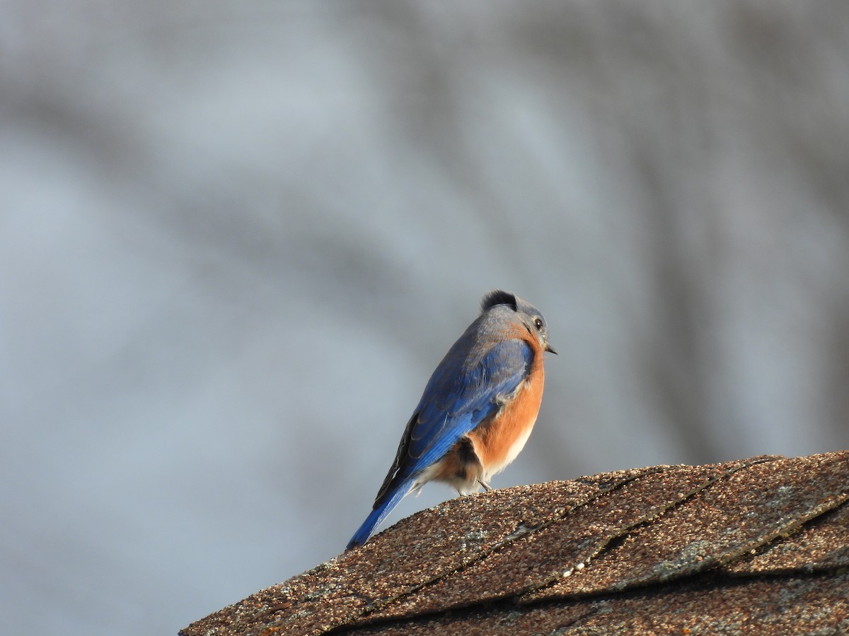 Eastern Bluebird - ML647464832