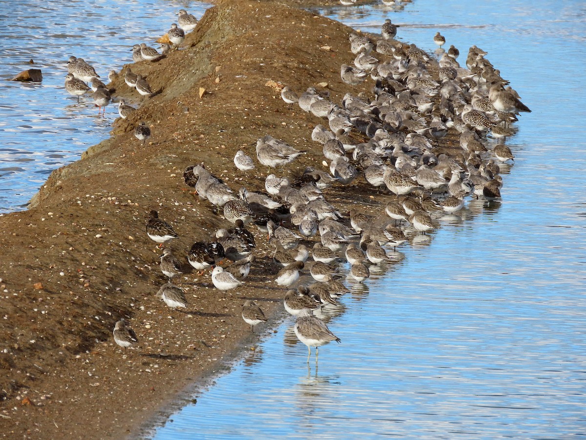 Bécasseau maubèche - ML647464836