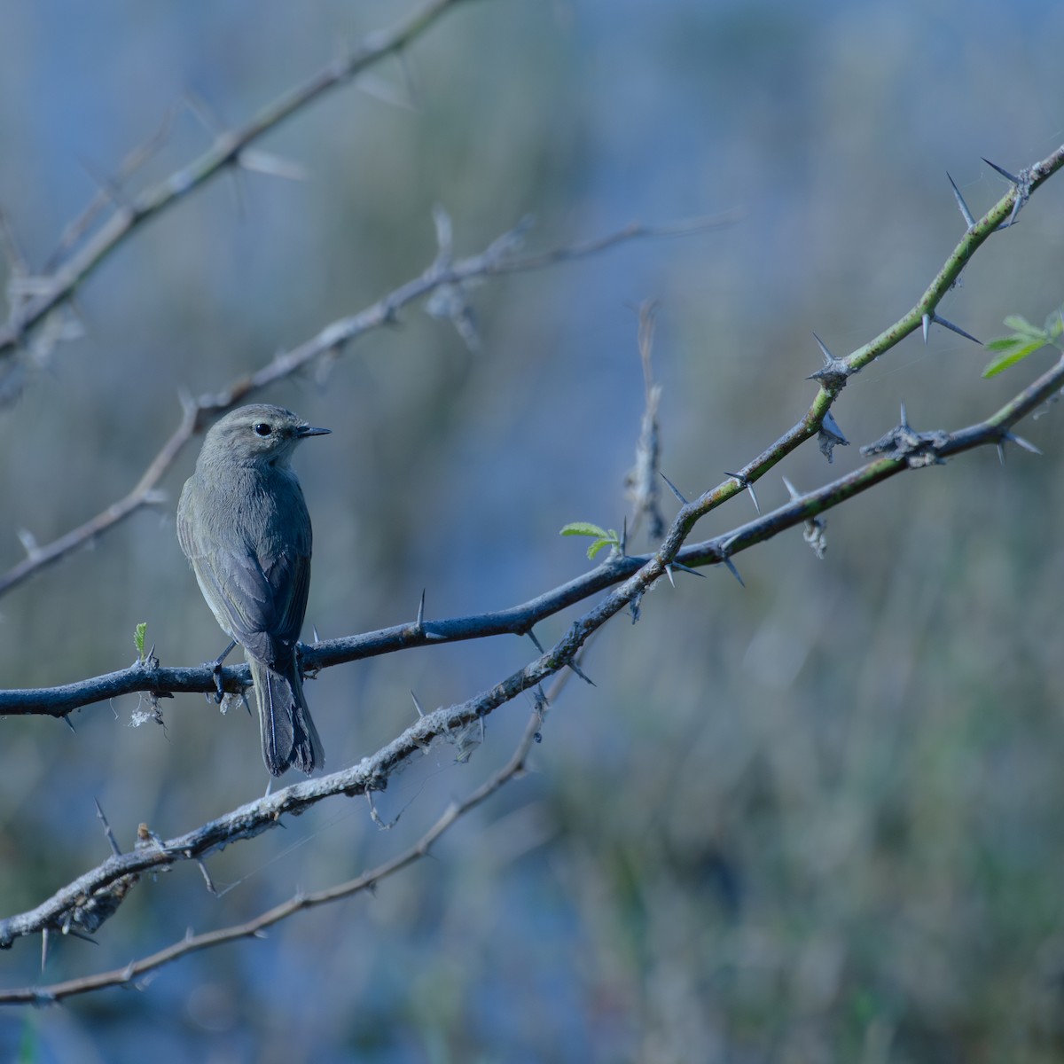 Mosquitero Común - ML647464842
