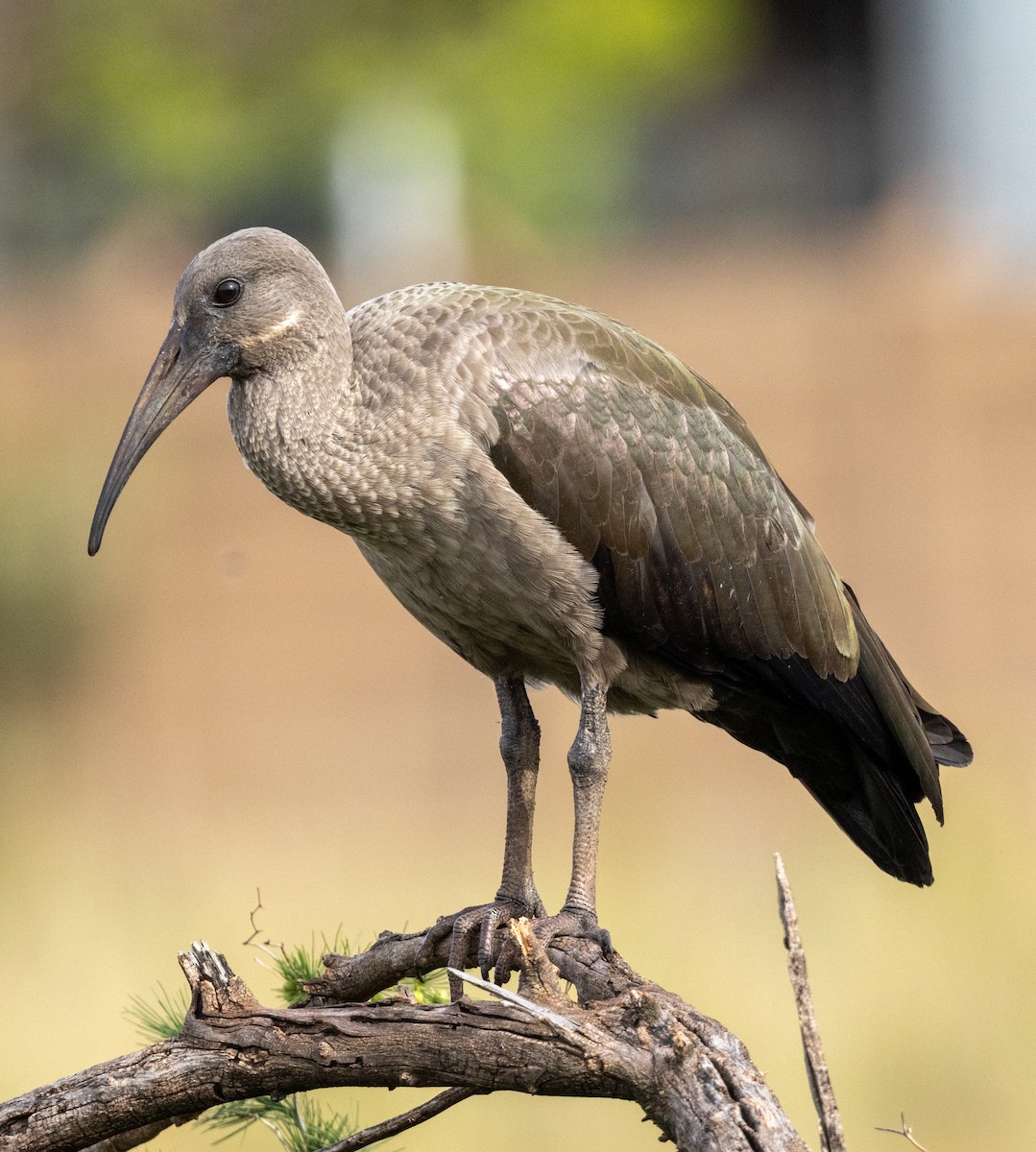 Hadada Ibis - ML647464844