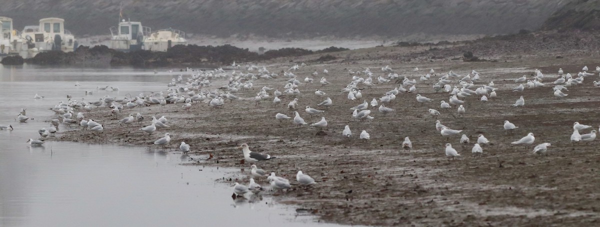 Mediterranean Gull - ML647464845