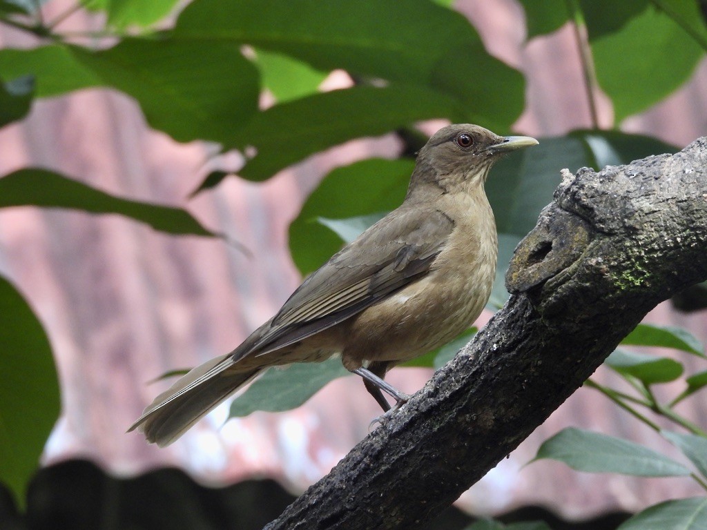 Merle fauve - ML647464848